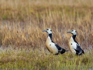 Polysticta stelleri - Steller's Eider - Alförrädare