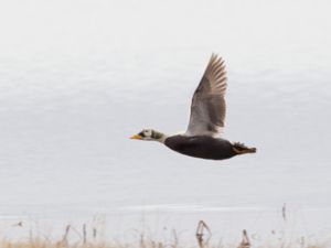 Somateria fischeri - Spectacled Eider - Glasögonejder