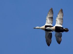 Somateria mollissima - Common Eider - Ejder