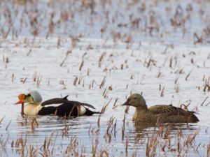 Somateria spectabilis - King Eider - Praktejder