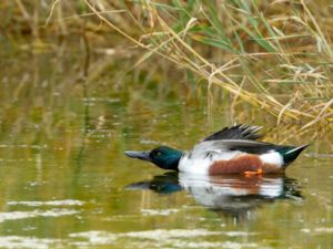 Spatula clypeata - Northern Shoveler - Skedand