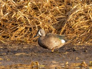 Spatula discors - Blue-winged Teal - Blåvingad årta