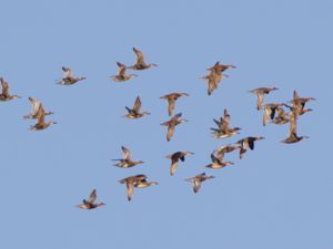 Spatula querquedula - Garganey - Årta