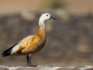 Tadorna ferruginea - Ruddy Shelduck - Rostand