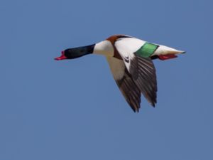 Tadorna tadorna - Common Shelduck - Gravand