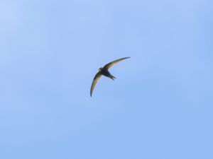 Apus apus - Common Swift - Tornseglare