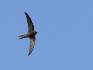 Apus unicolor - Plain Swift - Enfärgad seglare