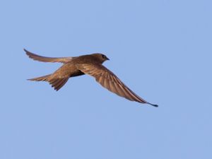 Apus pallidus - Pallid Swift - Blek tornseglare