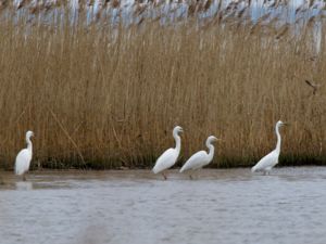 Ardea alba - Great Egret - Ägretthäger