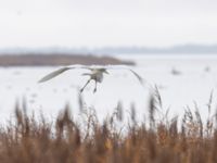 Ardea alba Fågeltornet, Klagshamns udde, Malmö, Skåne, Sweden 20241029_0016