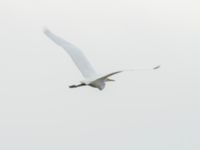 Ardea alba Fågeltornet, Klagshamns udde, Malmö, Skåne, Sweden 20241029_0019