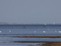 Ardea alba Fårhagen N delen, Bunkeflo strandängar, Malmö, Skåne, Sweden 20240824_0013