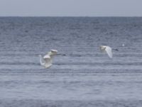 Ardea alba Fårhagen N delen, Bunkeflo strandängar, Malmö, Skåne, Sweden 20240824_0026