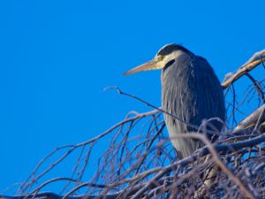 Ardea cinerea - Grey Heron - Gråhäger