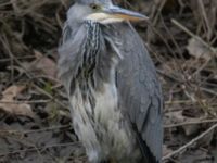 Ardea cinerea 1cy Valdemarsro, Malmö, Skåne, Sweden 20231217_0023