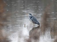 Ardea cinerea Husie mosse, Malmö, Skåne, Sweden 20231120_0042