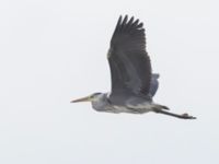 Ardea cinerea Norra hamnen, Malmö, Skåne, Sweden 20231112_0024