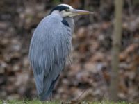 Ardea cinerea ad Valdemarsro, Malmö, Skåne, Sweden 20231217_0028