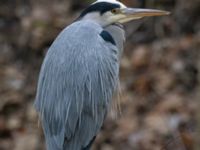 Ardea cinerea ad Valdemarsro, Malmö, Skåne, Sweden 20231217_0032