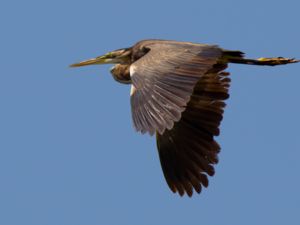 Ardea purpurea - Purple Heron - Purpurhäger