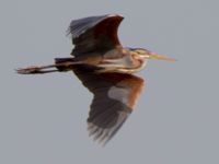 Ardea purpurea Hula lake, Israel 2013-04-01 114