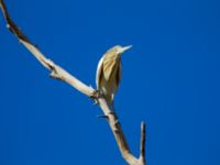 Ardeola ralloides ad Northern Beach, Israel 2013-03-28 173