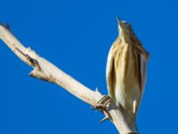 Ardeola ralloides ad Northern Beach, Israel 2013-03-28 176