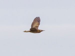 Botaurus stellaris - Great Bittern - Rördrom