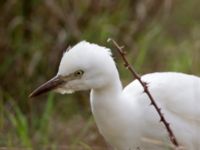 Bubulcus ibis Albufera, Mallorca, Spain 20120928 124