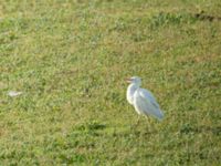 Bubulcus ibis Chachuna, Kakheti, Georgia 20180427_1029