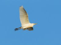 Bubulcus ibis Mohammed V International Airport, Casablanca, Morocco 20180217_0021