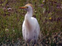 Bubulcus ibis ad Stora Råby 20050630 025