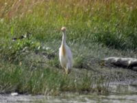 Bubulcus ibis ad Stora Råby 20050630 106