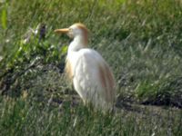 Bubulcus ibis ad Stora Råby 20050630 115