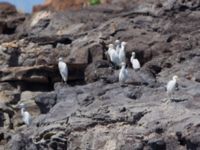 Bubulcus ibis et Egretta garzetta Razo, Cape Verde 20101109 2162