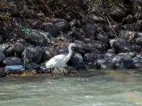 Egretta garzetta Achkhoti, Stepantsminda, Mtskheta-Mtianeti, Georgia 20180424_2597