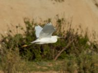 Egretta garzetta Oued Ksob River Mouth, Essaouria, Morocco 20180225_0263