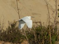 Egretta garzetta Oued Ksob River Mouth, Essaouria, Morocco 20180225_0266