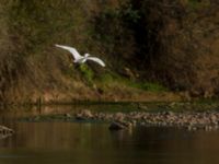 Egretta garzetta Oued Ksob River Mouth, Essaouria, Morocco 20180225_0289