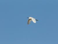 Egretta garzetta Oued Ksob River Mouth, Essaouria, Morocco 20180225_0293