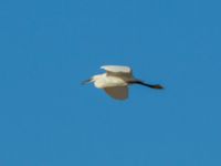 Egretta garzetta Oued Ksob River Mouth, Essaouria, Morocco 20180225_0295