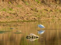 Egretta garzetta Oued Ksob River Mouth, Essaouria, Morocco 20180225_0297