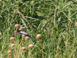 Ixobrychus minutus - Little Bittern - Dvärgrördrom