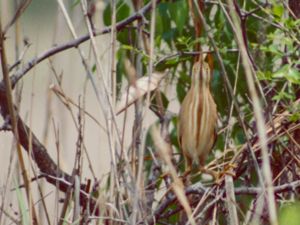 Ixobrychus sinensis - Yellow Bittern - Kinesisk dvärgrördrom