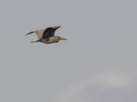 Nycticorax nycticorax 1cy Donuzlav lake, Crimea, Russia 20150912_0159