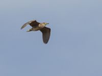 Nycticorax nycticorax 1cy Donuzlav lake, Crimea, Russia 20150912_0166