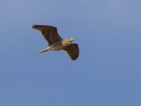 Nycticorax nycticorax 1cy Donuzlav lake, Crimea, Russia 20150912_0170