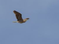 Nycticorax nycticorax 1cy Donuzlav lake, Crimea, Russia 20150912_0171