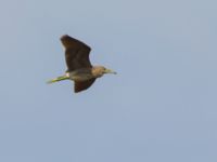 Nycticorax nycticorax 1cy Donuzlav lake, Crimea, Russia 20150912_0172