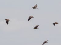 Nycticorax nycticorax 1cy et 2cy Donuzlav lake, Crimea, Russia 20150912_0125